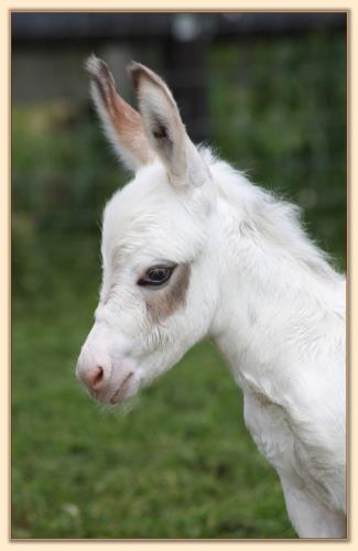 Cute Too Boot, spotted miniature donkey jennet