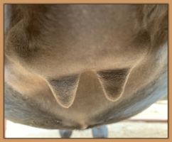 Miniature donkey, Black Beauty's teats and bag before foaling